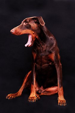Doberman Pinscher