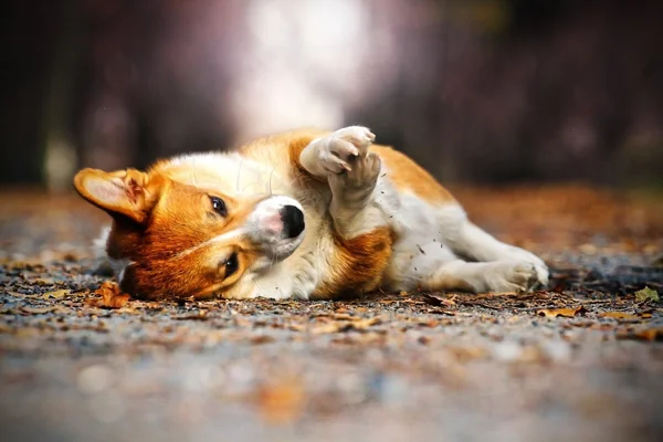 Perro corgi galés — Foto de Stock