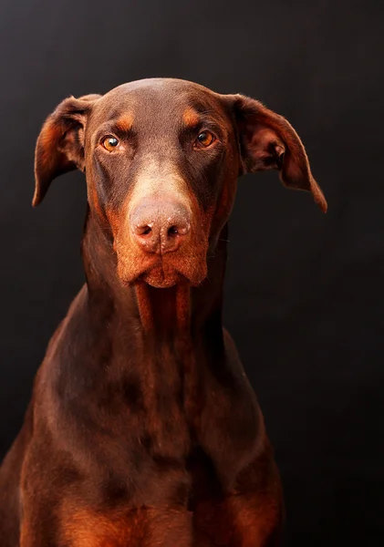 Dobermany pinscher — Zdjęcie stockowe