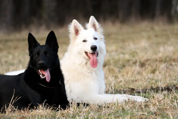 Pastor suizo blanco y perro pastor alemán negro —  Fotos de Stock