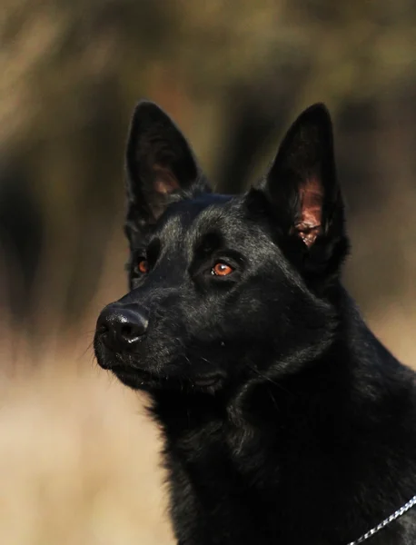 Black german shepherd — Stock Photo, Image