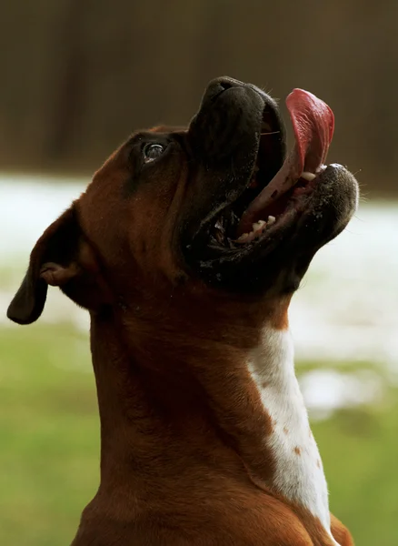 German boxer — Stock Photo, Image