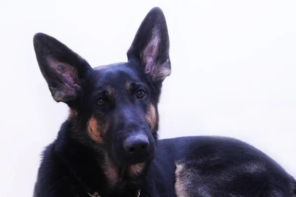 Deutscher Schäferhund — Stockfoto