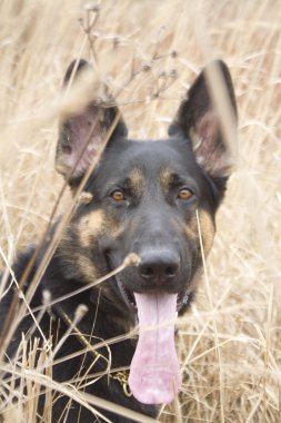 Alman çoban köpeği