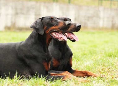 Doberman Pinscher