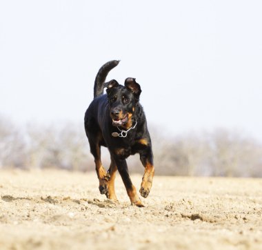 beauceron rottweiler yavru