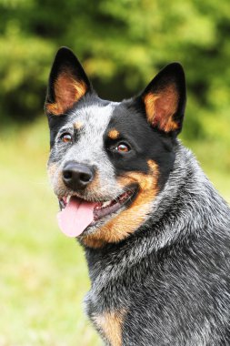 Avustralyalı büyükbaş hayvan köpek