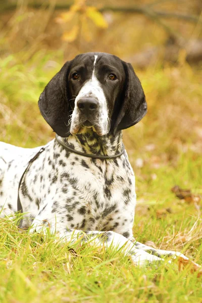 Auvergne cão apontador — Fotografia de Stock