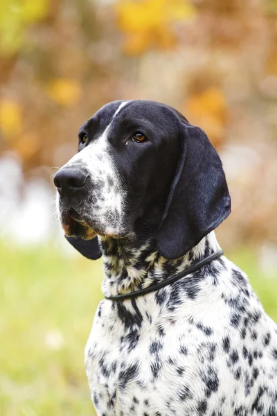 Polohovací pes Auvergne — Stock fotografie