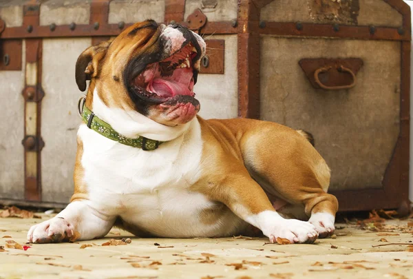 Engelse Bulldog — Stockfoto