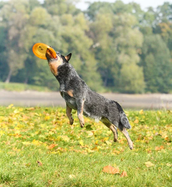 Australische Sennenhond — Stockfoto