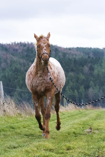 Appaloosa — Foto Stock