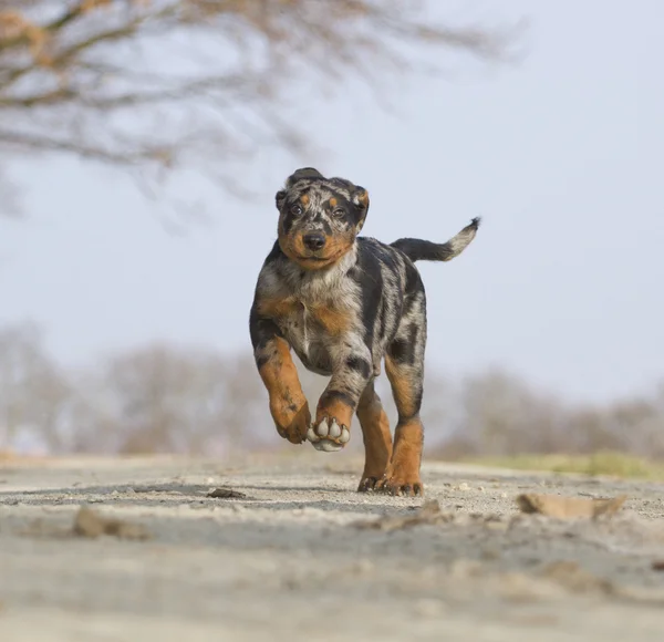 Cachorrinho rottweiler Beauceron — Fotografia de Stock