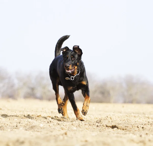 Beauceron cucciolo rottweiler — Foto Stock
