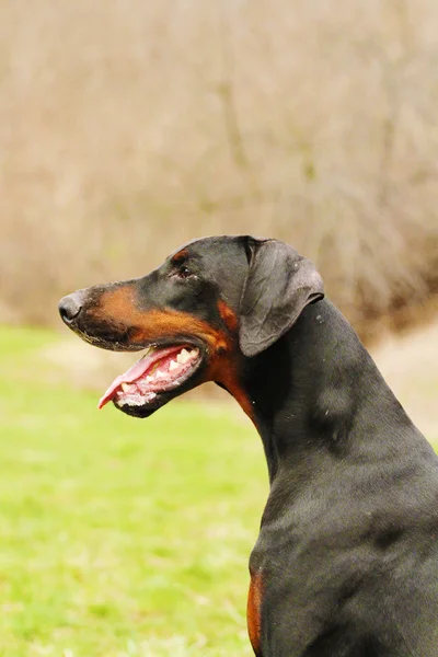 Doberman Pinscher — Fotografia de Stock