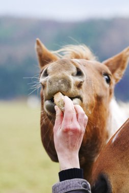 Appaloosa eğlenceli