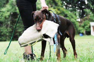 Savunma doberman pinscher