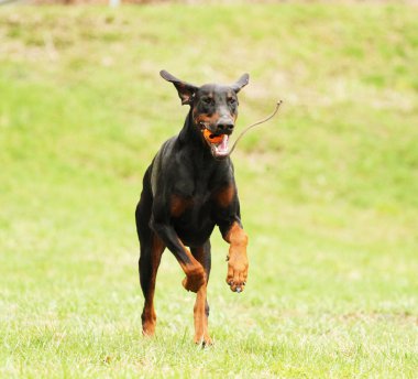 Rottweiler beauceron doberman köpek