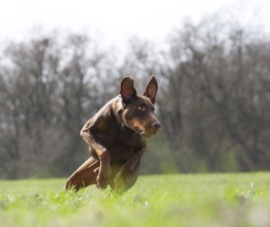 Rottweiler beauceron doberman köpek