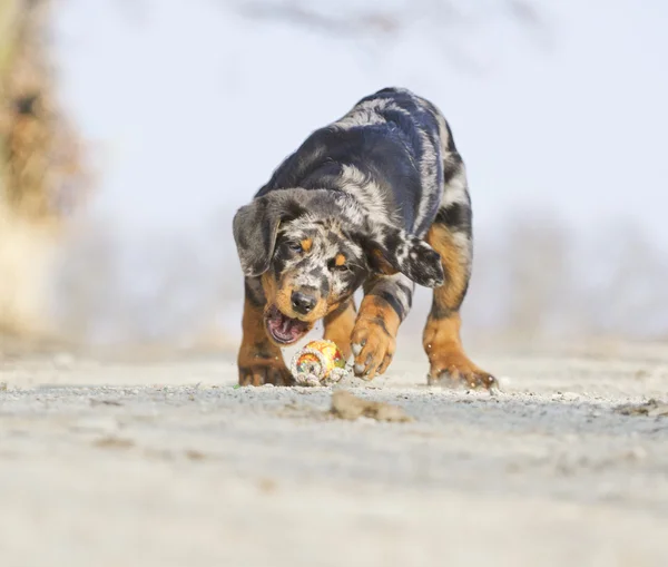 Beauceron cachorro — Foto de Stock