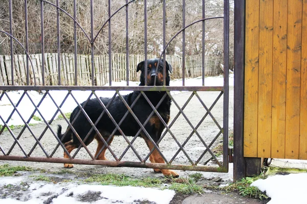 Hund fense — Stockfoto