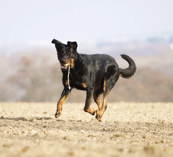 Schöner Schäferhund Dobermann Pinscher Spaß — Stockfoto