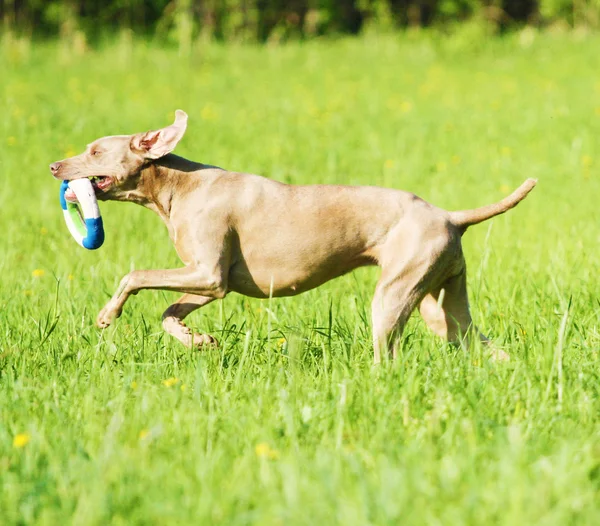 Weimaraner. — Fotografia de Stock