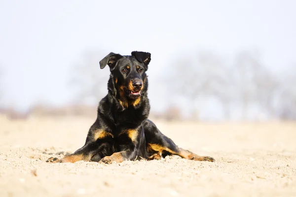 Beauceron dog — Stock Photo, Image