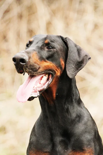 Doberman Pinscher — Fotografia de Stock