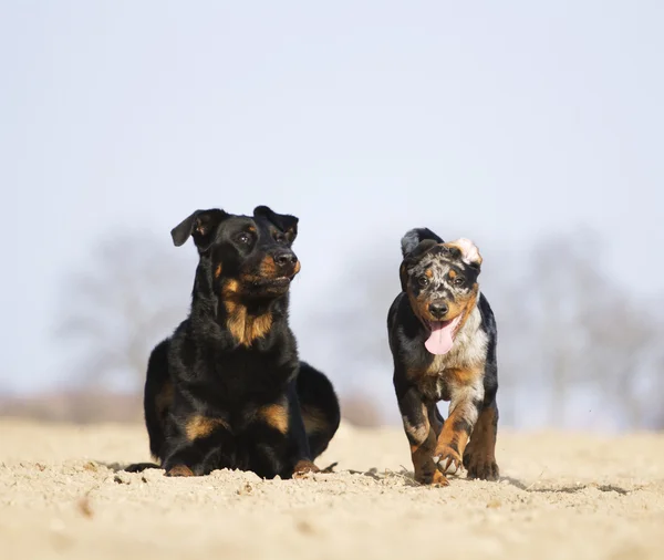 Rottweiler beauceron doberman perro — Foto de Stock
