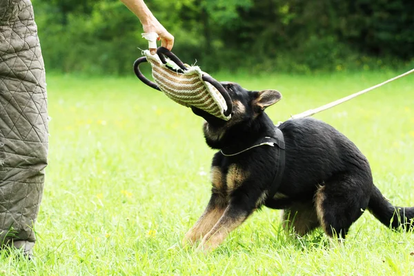 Försvar hund — Stockfoto