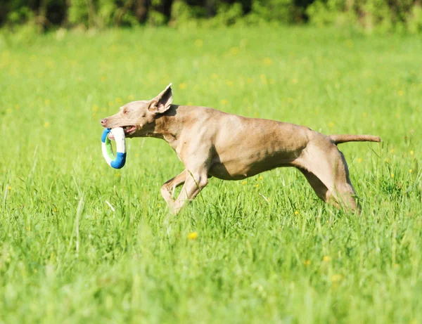 Pes běží — Stock fotografie
