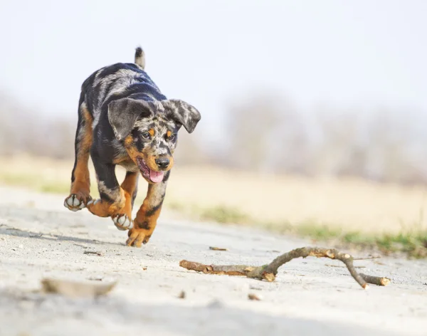 Бег собак — стоковое фото