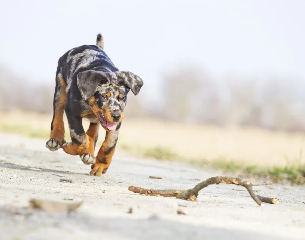 Dog running — Stock Photo, Image