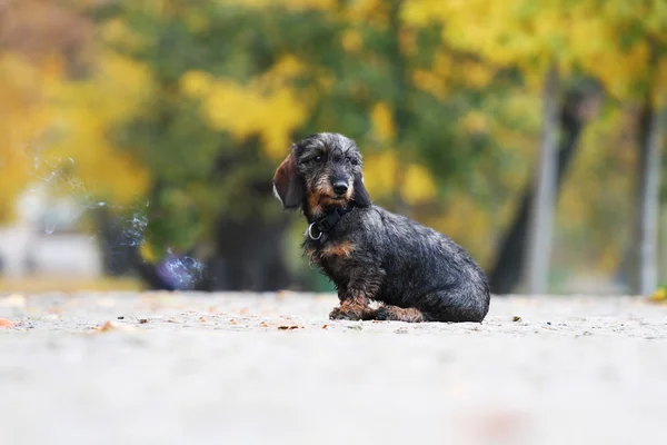 Dachshund cachorro — Foto de Stock