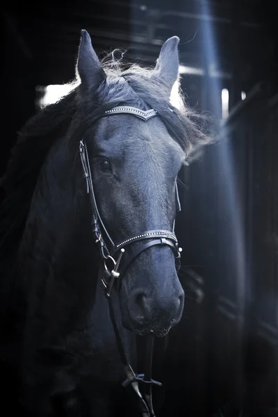 Semental de caballo frisón — Foto de Stock