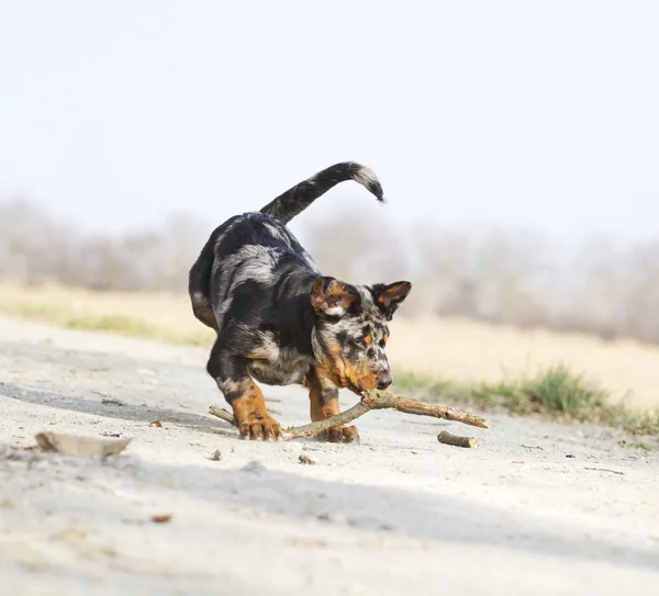 罗特韦尔犬博斯杜宾狗 — 图库照片