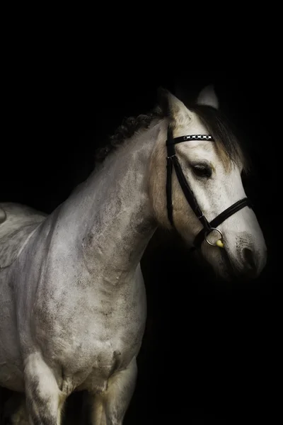 Welsh pony hřebec — Stock fotografie