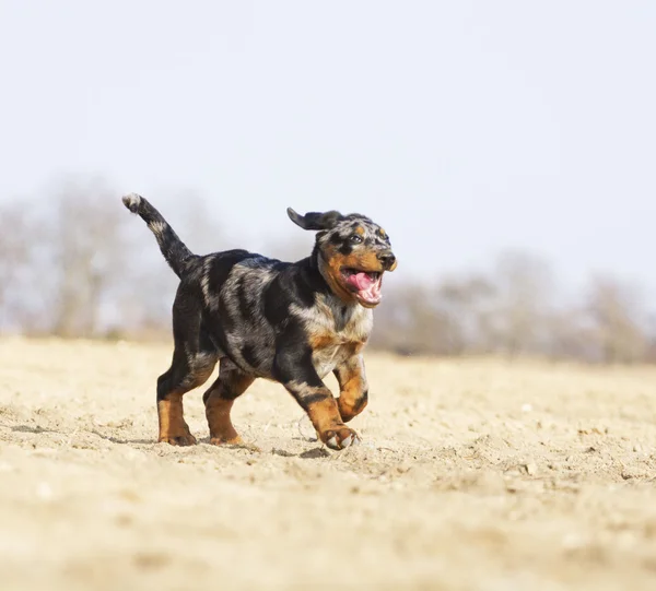 Rotvajler beauceron Dobrman pes — Stock fotografie