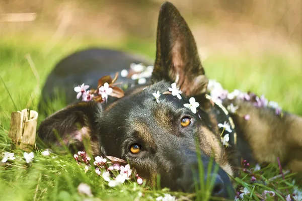 Német juhász kutya kölyök tavaszi — Stock Fotó