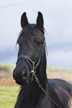 bir raehorse portresi