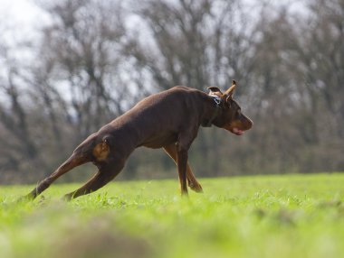 kahverengi doberman pinscher