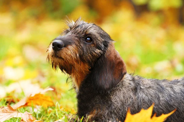 Portrait of a dog in autumn nature — Stock Photo, Image