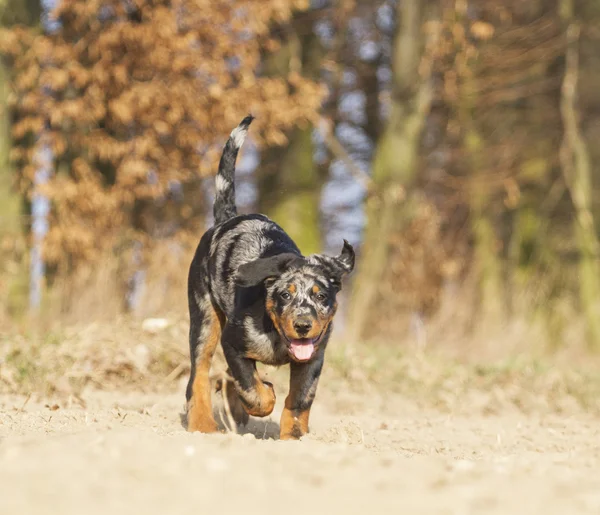 Chien au printemps nature — Photo