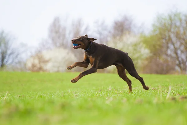 Cane in esecuzione — Foto Stock