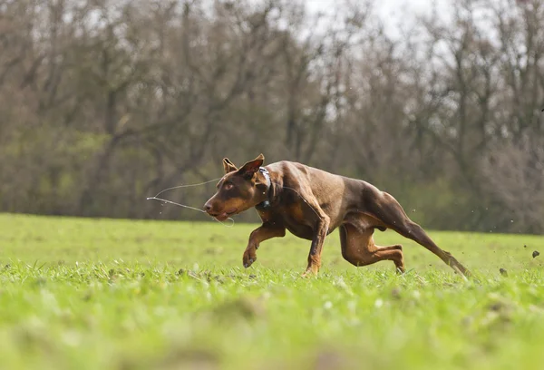 Hundlöpning — Stockfoto