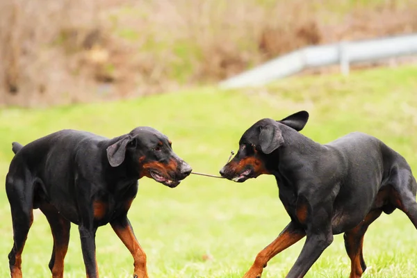 Två doberman pinscher — Stockfoto