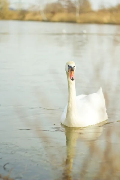 White swan — Stock Photo, Image