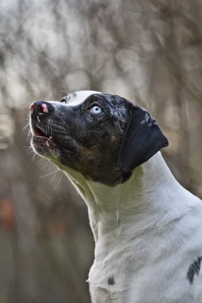 Doğada köpek — Stok fotoğraf