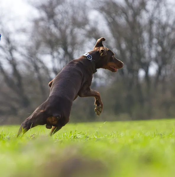 Perro en la naturaleza — Foto de Stock